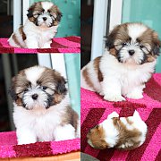 ชิสุห์แท้ พร้อมซนแล้ว หลานKibzaa