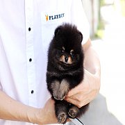 ❄Hero's Pom❄ ปอมเมอเรเนียน สีแบล็คแทน เพศผู้ อายุ 2 เดือน ขนแน่น หน้าหมี มีใบพ็ด...