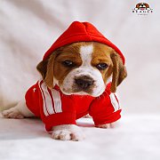 ลูกสุนัขบีเกิ้ลพร้อมใบเพ็ดดีกรี