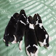 เปิดจองน้องบีเกิ้ลน้อยน่ารัก