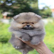  ✽Hero's Pom✽ ปอมเมอเรเนียน สีส้ม เพศผู้ อายุ 2 เดือน ขนแน่น หน้าหมี มีใบพ็ดดีกร...