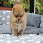 *★Hero's Pom★* ขายปอมเมอเรเนียน เกรดโชว์ สีส้ม เพศผู้ อายุ 2 เดือน ขนแน่น หน้าหม...