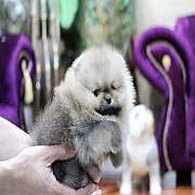 ขายปอมเมอเรเนียน สีส้ม เพศผู้ ทรงสวย น่ารัก ขนแน่น อายุ 2 เดือน สอบถาม Line:@her...