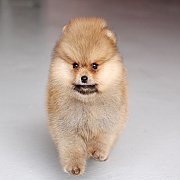 ปอมเมอเรเนียนเพศผู้  สีส้ม  น้องตัวนี้ขนแน่นครับ