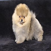 ฮีโร่ปอม ขายปอมแท้ สีส้ม เพศเมีย อายุ 2 เดือน หน้าสั้น ตัวเล็ก ขนฟู น่ารัก *รับป...