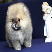 ปอมเมอเรเนียน  เพศผู้  ขนแน่นๆๆ ทรงสวย