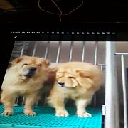 เชาว เชาว์ ผู้เมีย