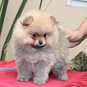 ✦Hero's Pom✦ ปอมเมอเรเนียน สีส้ม เพศเมีย น่ารัก อายุ 2 เดือน *รับประกันสุขภาพ 30...