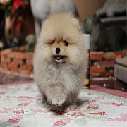 ❄Hero's Pom❄ ปอมเมอเรเนียน สีส้ม เพศเมีย ทรงสวย น่ารัก อายุ 2 เดือน สอนการเลี้ยง...