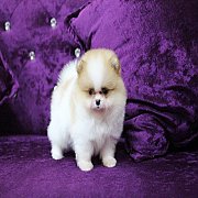 ขายปอมเมอเรเนียน สีปาร์ตี้ เพศเมีย อายุ 2 เดือน สีสวย น่ารัก (สอบถาม Line:@herop...