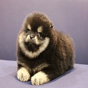 ❄Hero's Pom❄ ปอมเมอเรเนียน สีแบล็คแทน เพศผู้ อายุ 2 เดือน ขนแน่น หน้าหมี (สอบถาม...