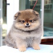 ❄Hero's Pom❄ ปอมเมอเรเนียน สีส้ม สายเลือดดี อายุ 2 เดือน สอนการเลี้ยงฟรี รับประก...