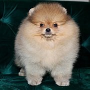 Hero'pom จำหน่ายปอมหน้าหมี สายเลือดดี รับประกันสุขภาพนาน 30 วัน Line : @heropom...