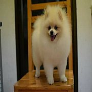 ปอมหน้าหมีสีขาว