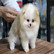 ปอมหน้าหมี มาแจกยิ้มให้พี่ๆตอนบ่าย  หนูได้บ้านที่ USA ครับ