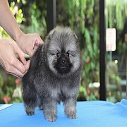 ❤Hero's Pom❤ ขายปอมเมอเรเนียน เพศเมีย อายุ 2 เดือน น่ารัก มีใบเพ็ดดีกรีเต็มใบ รั...