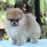 ขายปอมเมอเรเนียน สีส้ม เพศผู้ อายุ 2 เดือน ขนแน่น หน้าหมี มีใบพ็ดดีกรีเต็มใบ (สอ...