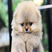 ✽Hero's Pom✽ ปอมเมอเรเนียน อายุ 2 เดือน สอนการเลี้ยงฟรี สอบถาม Line : @heropom,0...