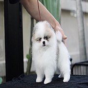 ขายปอมเมอเรเนียน สีปาร์ตี้ เพศผู้ อายุ 2 เดือน สีสวย น่ารัก สอบถาม Line:@heropom