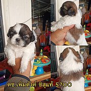 ชิสุแท้ ผู้ 5700