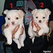 ลูกชิวาวาไซส์ทอยสวยๆ เกรด A ชุดที่ 105 จาก kankarnclub มีจัดส่งทั่วประเทศ(กันย์เ...