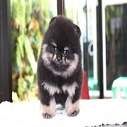 ✽Hero's Pom✽ เด็กชาย ปอมเมอเรเนียน สอนการเลี้ยงฟรี สอบถาม 0834655365 *รับประกันส...