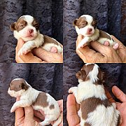 ชิวาว เพศเมีย ไซด์เล็ด