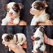 เพศผู้ พร้อมย้ายบ้าน