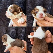 เพศผู้ สีช็อก