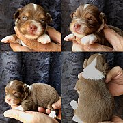 ชิวาวา เพศผู้