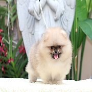 ขายปอมเมอเรเนียน สีส้ม เพศเมีย อายุ 2 เดือน ขนแน่น ทรงสวยมาก มีใบพ็ดดีกรีเต็มใบ...