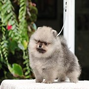 ⋙Hero's Pom⋘ ปอมเมอเรเนียน สีส้ม เพศผู้ ขนแน่น น่าหมี อายุ 2 เดือน สอบถาม Line :...