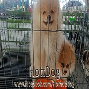 ปอมเมอเรอเนียน สีแฟนซี และ สีส้ม ขนแน่นๆ กำลังน่ารักจ้า