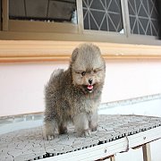 ปอม หน้าสั้น ขาใหญ่ ขนแน่น สายเลือดดี