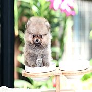 ขายปอมเมอเรเนียน สีส้ม เพศเมีย อายุ 2 เดือน ไซต์จิ๋วๆ ทรงสวย มีใบพ็ดดีกรีเต็มใบ...