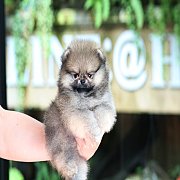 ขายปอมเมอเรเนียน สีส้ม เพศผู้ อายุ 2 เดือน ขนแน่น หน้าหมี มีใบพ็ดดีกรีเต็มใบ สอบ...