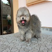 ปอม หน้าสั้น ขาใหญ่ ขนแน่น สายเลือดดี