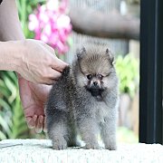 ขายปอมเมอเรเนียน สีส้ม เพศเมีย อายุ 2 เดือน ขนแน่น ทรงสวยมาก มีใบพ็ดดีกรีเต็มใบ...