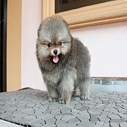 ปอม หน้าหมี ขาใหญ่ ขนแน่น สายเลือดดี