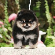 ✽Hero's Pom✽ จำหน่ายปอมเมอเรเนียน สายเลือดดี อายุ 2 เดือน รับประกันสุขภาพ 30 วัน...