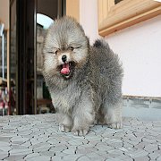 ปอม หน้าหมี ขาใหญ่ ขนแน่น สายเลือดดี