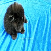 น้องปอมผู้ชายสีดำ​ Super Black#น้องย้ายบ้านแล้ว#  