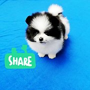 ปอมแฟนซี หนุ่มน้อย