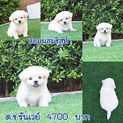 ชิสุห์ผสมปอม  4 แสบ  น่ารัก