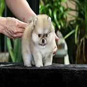 น้องปอม สีส้ม เพศผู้ อายุ 2 เดือน Orange Male 2 Months Old Available for Sale.*ย...