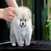 ขายปอมเมอเรเนียน สีส้ม เพศผู้ อายุ 2 เดือน ขนแน่น หน้าหมี ทรงสวยมาก สอบถาม Line...