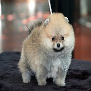 ขายปอมเมอเรเนียน สีส้ม เพศผู้ อายุ 2 เดือน ขนแน่น ขาใหญ่ หน้าหมี สอบถาม Line:@he...