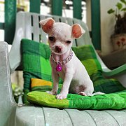 ชิวาวา จัดส่ง ขายแล้ว