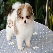 Hero's pom ปอมเมอเรเนียน น่ารัก ขนแน่น อายุ 2 เดือน พร้อมย้ายบ้าน สอนการเลี้ยงฟร...