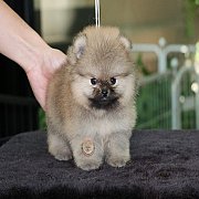 ปอมเมอเรเนียนแท้ สายเลือดดี หน้าสั้น ทรงสวย ขนฟู เกรดเลี้ยงเล่น สอบถาม 083465536...